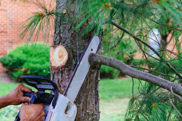 How Our Tree Care Process Works  in Kenilworth, PA